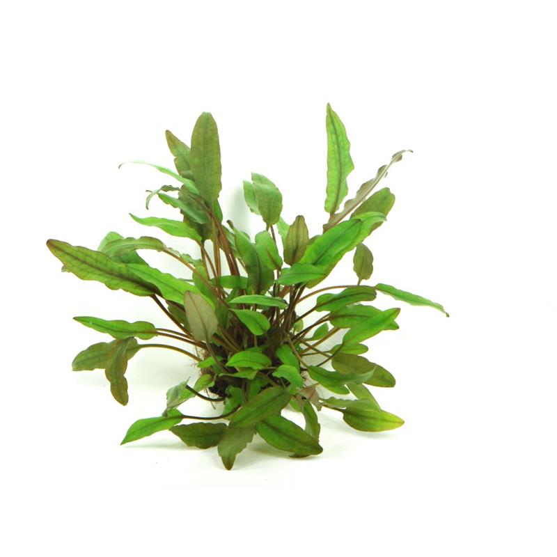 Dennerle Cryptocoryne beckettii - imagine 4